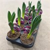 ALLIUM  12 CM GLADIATOR LILA 1X10